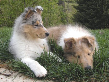 8 weeks - Hope & Samson